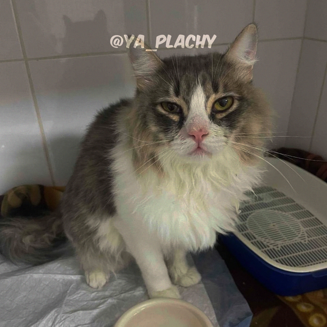 Veterinarians rescued a cat who spent 10 minutes inside a washing machine! - Kindness, Animal Rescue, Helping animals, cat, Cat lovers