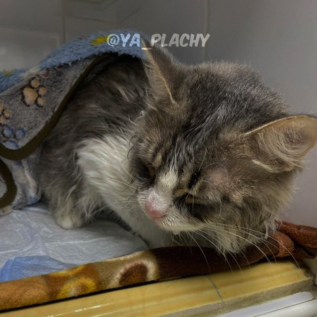 Veterinarians rescued a cat who spent 10 minutes inside a washing machine! - Kindness, Animal Rescue, Helping animals, cat, Cat lovers