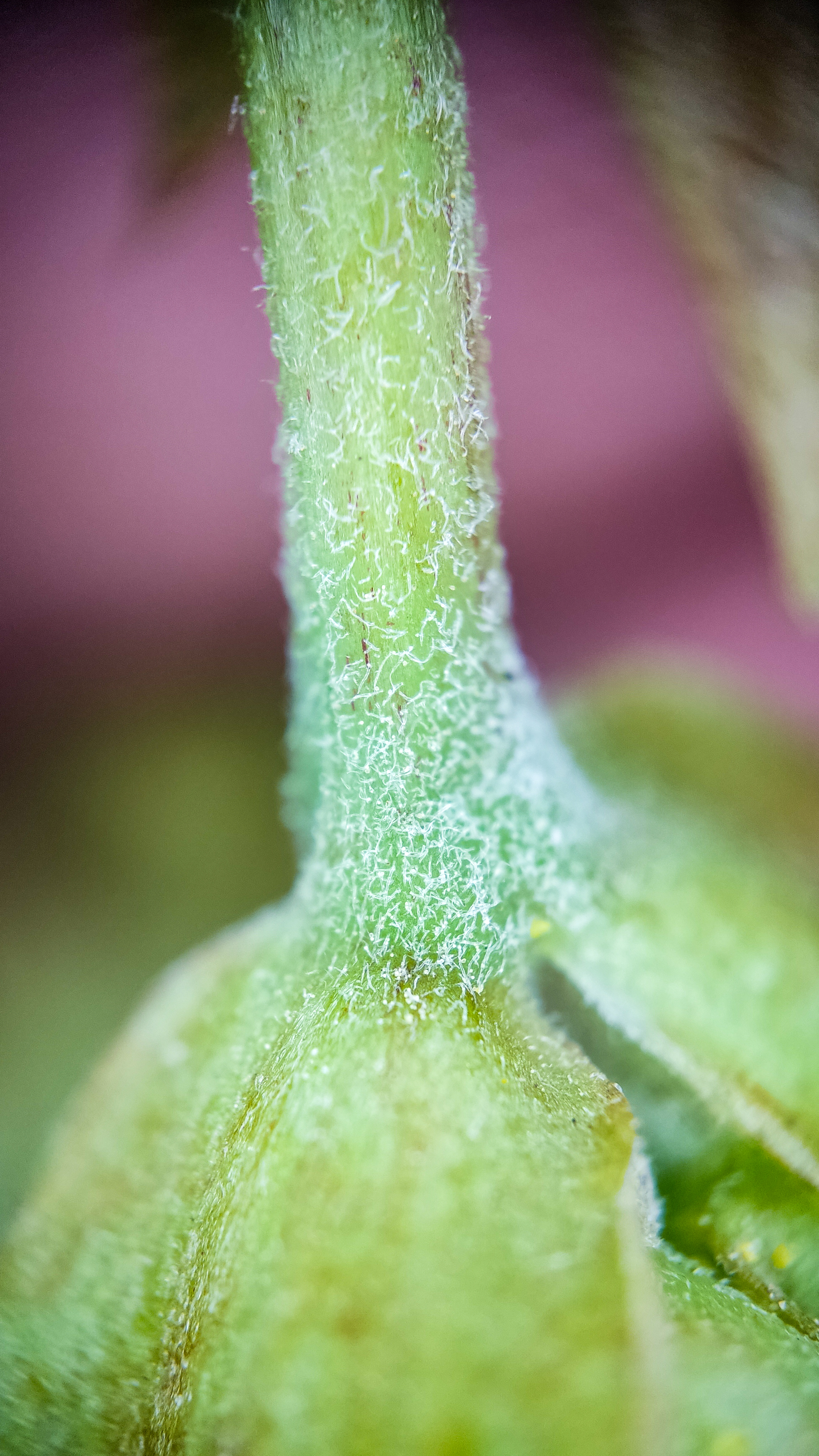 Photo project Let's take a closer look post No. 66. Hop - My, Bloom, Macro photography, Nature, Garden, Gardening, Hop, Microfilming, Plants, The photo, Longpost