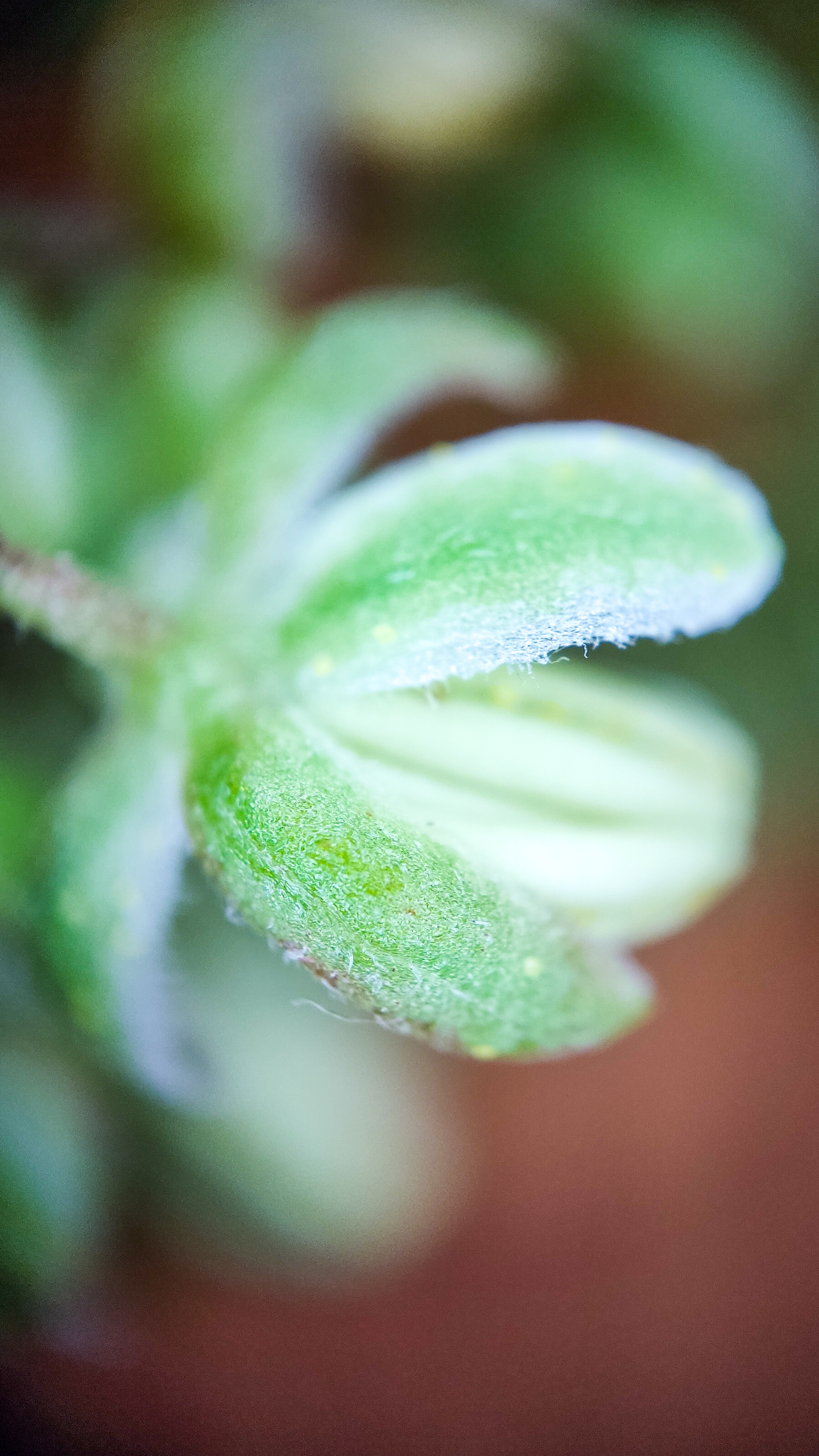 Photo project Let's take a closer look post No. 66. Hop - My, Bloom, Macro photography, Nature, Garden, Gardening, Hop, Microfilming, Plants, The photo, Longpost