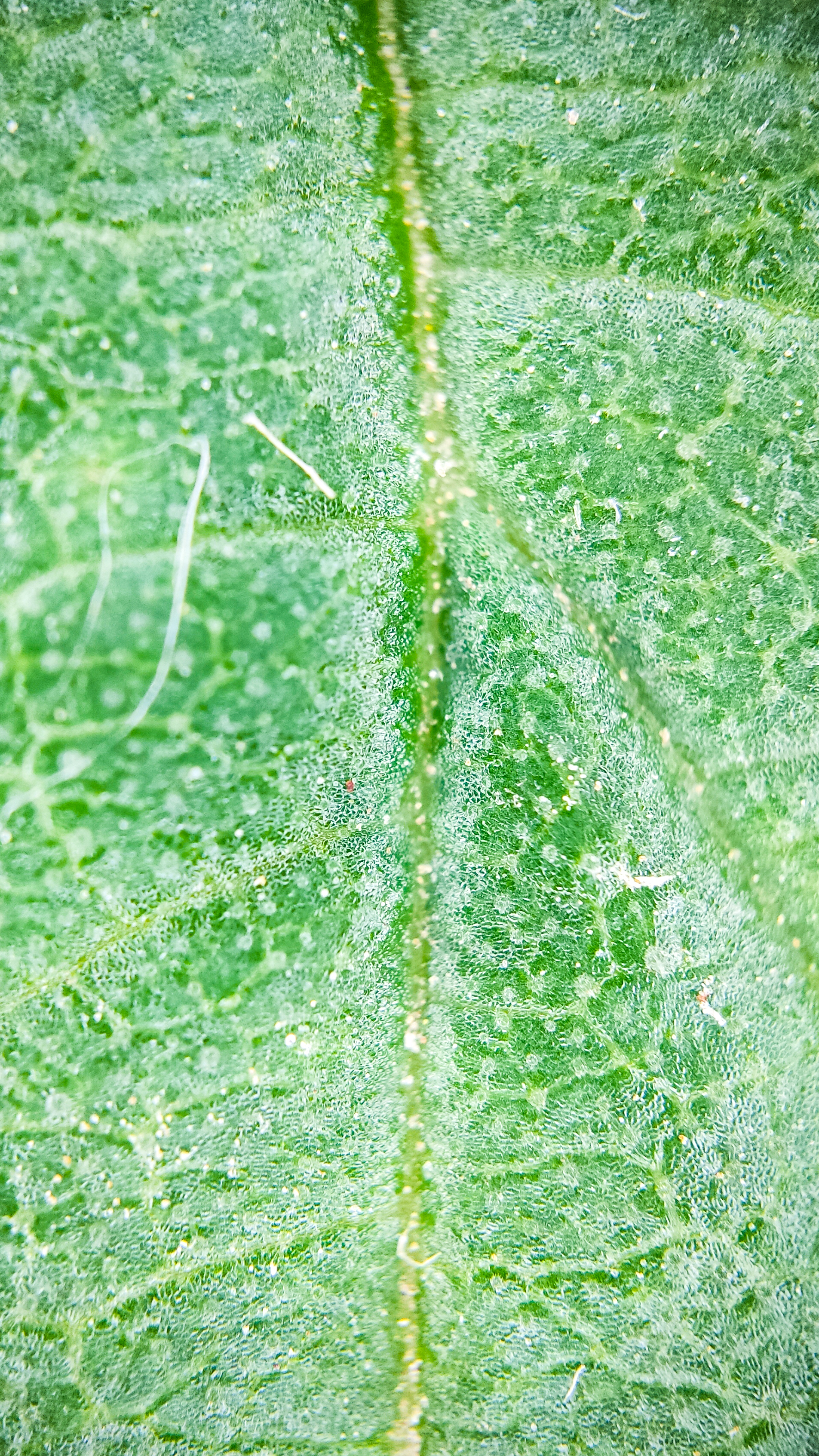 Photo project Let's take a closer look post No. 66. Hop - My, Bloom, Macro photography, Nature, Garden, Gardening, Hop, Microfilming, Plants, The photo, Longpost