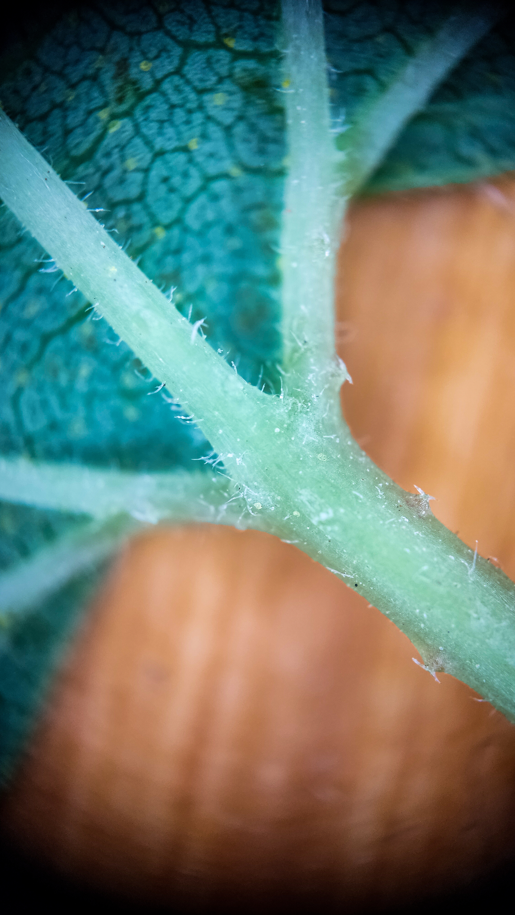 Photo project Let's take a closer look post No. 66. Hop - My, Bloom, Macro photography, Nature, Garden, Gardening, Hop, Microfilming, Plants, The photo, Longpost