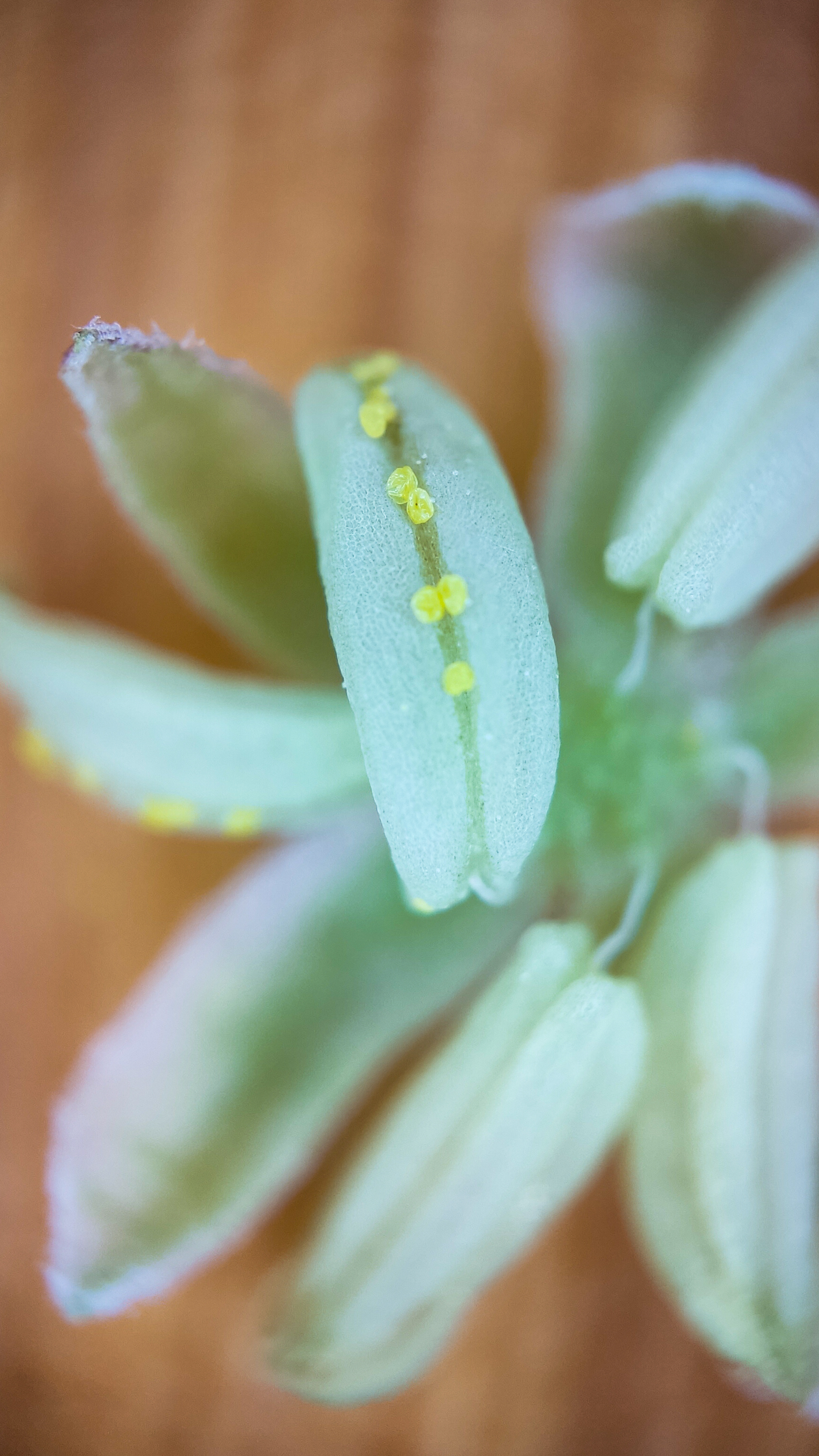 Photo project Let's take a closer look post No. 66. Hop - My, Bloom, Macro photography, Nature, Garden, Gardening, Hop, Microfilming, Plants, The photo, Longpost