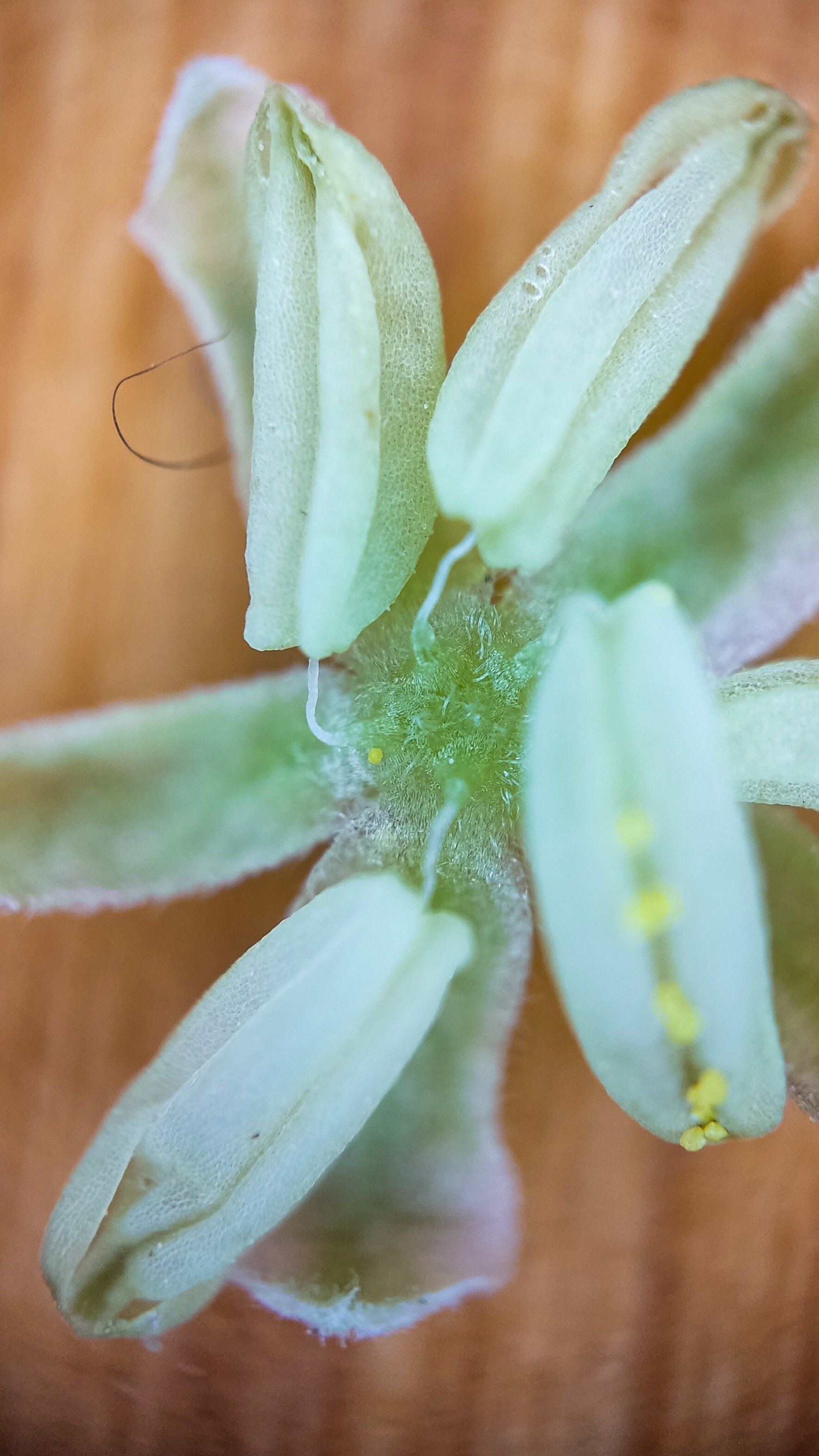 Photo project Let's take a closer look post No. 66. Hop - My, Bloom, Macro photography, Nature, Garden, Gardening, Hop, Microfilming, Plants, The photo, Longpost