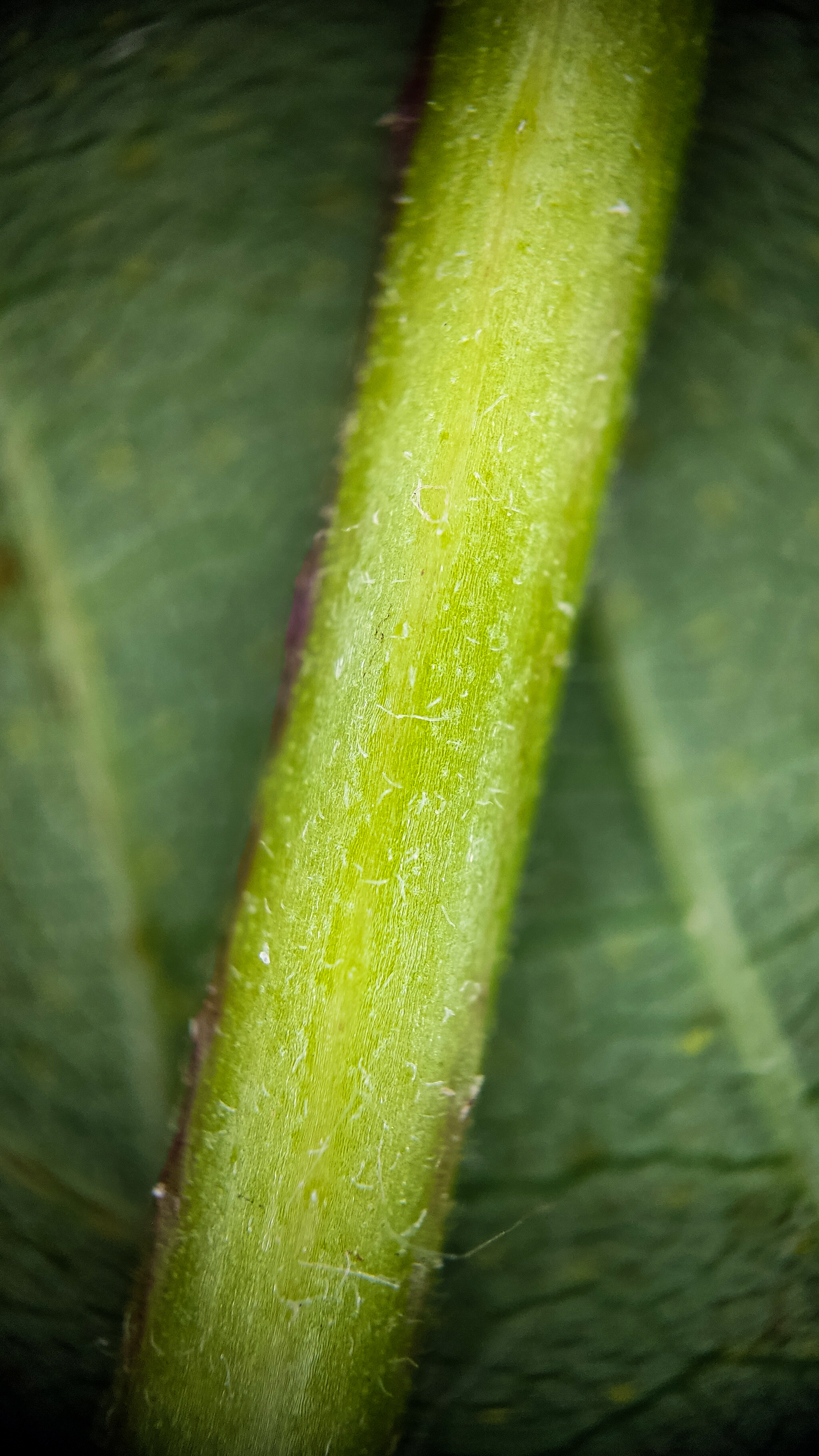 Photo project Let's take a closer look post No. 66. Hop - My, Bloom, Macro photography, Nature, Garden, Gardening, Hop, Microfilming, Plants, The photo, Longpost