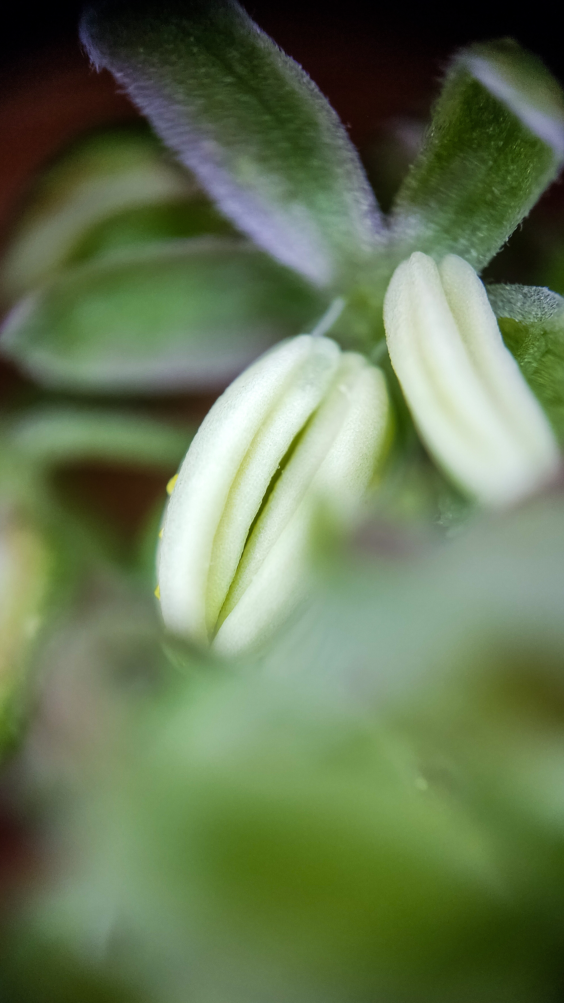 Photo project Let's take a closer look post No. 66. Hop - My, Bloom, Macro photography, Nature, Garden, Gardening, Hop, Microfilming, Plants, The photo, Longpost