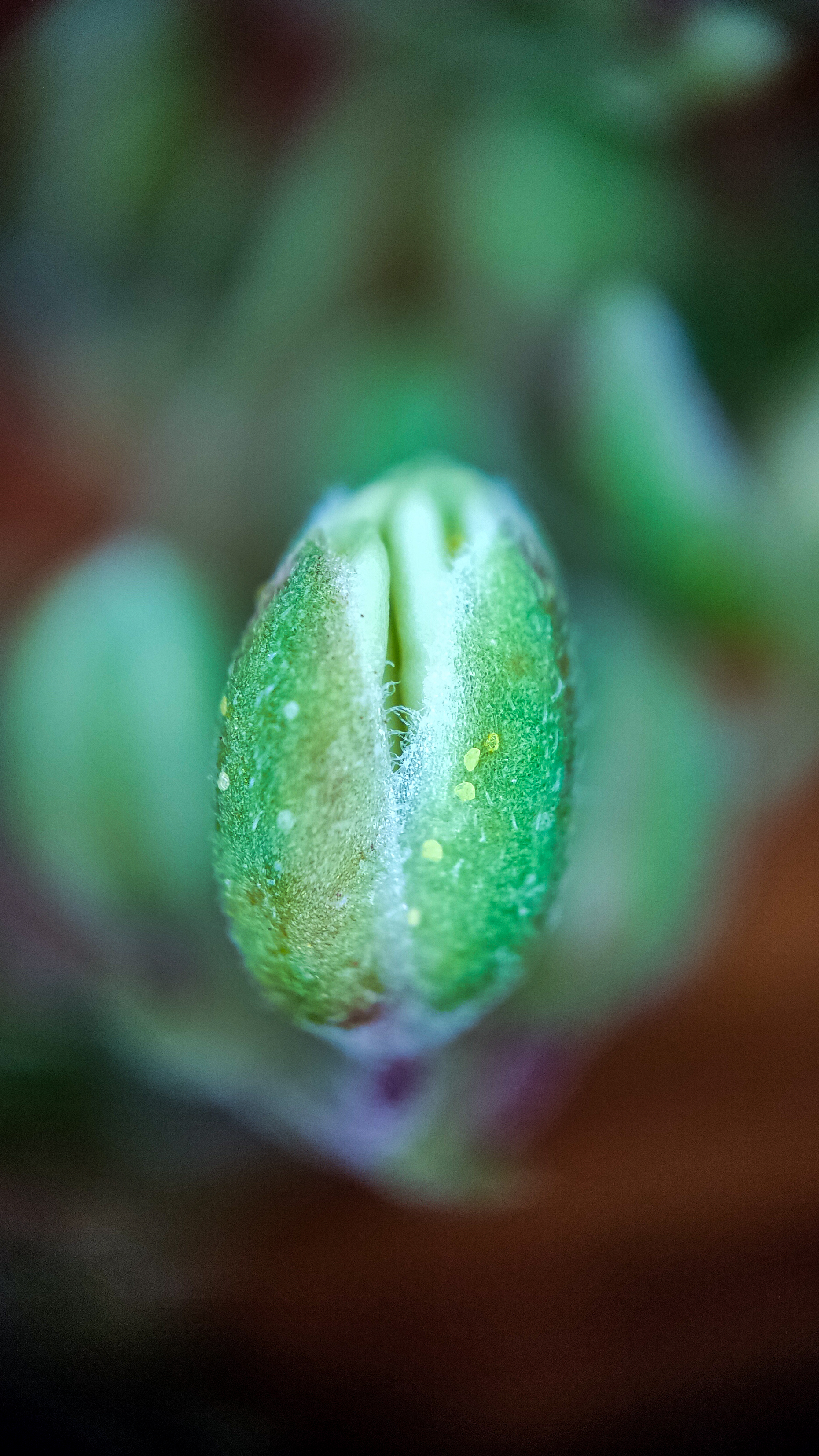 Photo project Let's take a closer look post No. 66. Hop - My, Bloom, Macro photography, Nature, Garden, Gardening, Hop, Microfilming, Plants, The photo, Longpost