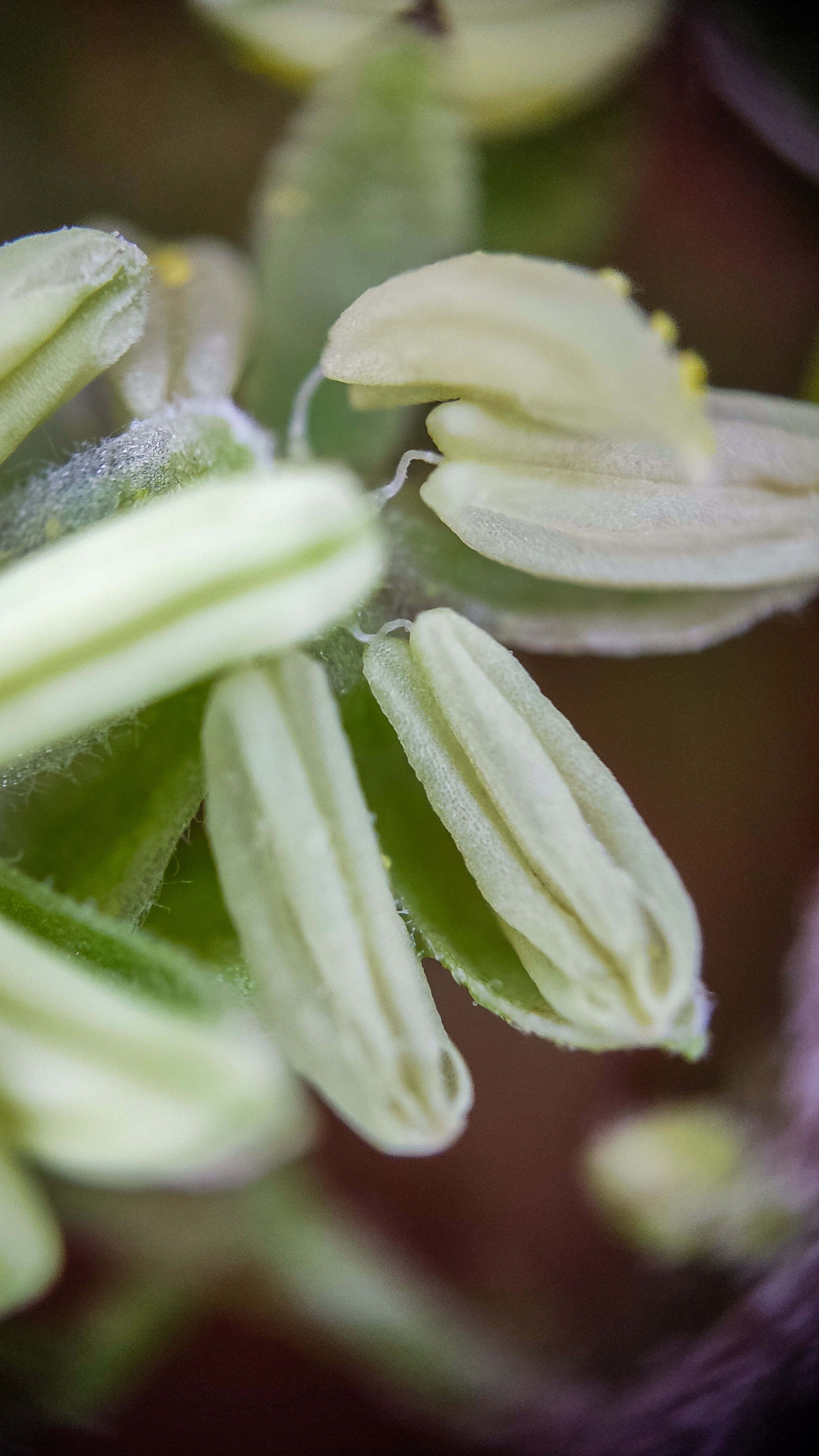 Photo project Let's take a closer look post No. 66. Hop - My, Bloom, Macro photography, Nature, Garden, Gardening, Hop, Microfilming, Plants, The photo, Longpost