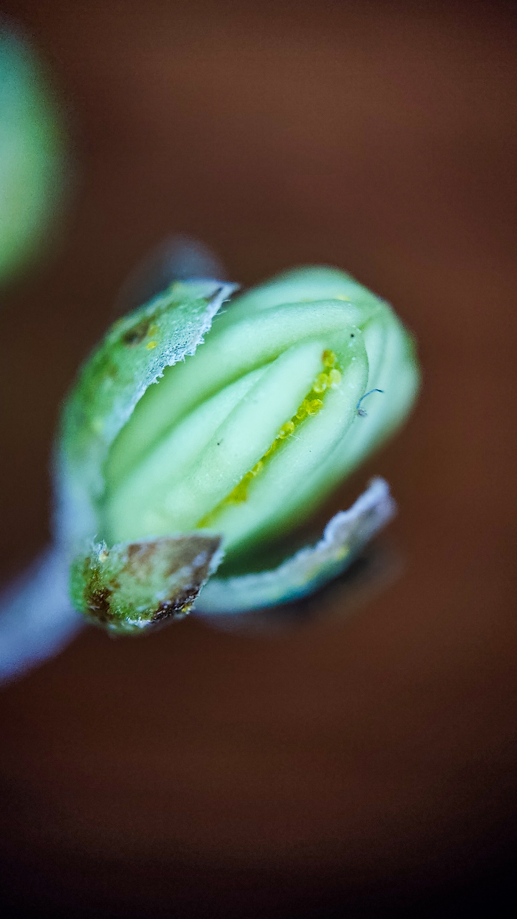 Photo project Let's take a closer look post No. 66. Hop - My, Bloom, Macro photography, Nature, Garden, Gardening, Hop, Microfilming, Plants, The photo, Longpost