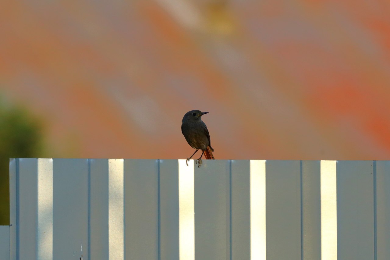 Insect detection system redtail-2 - My, Crossposting, Redstart, Birds, The photo