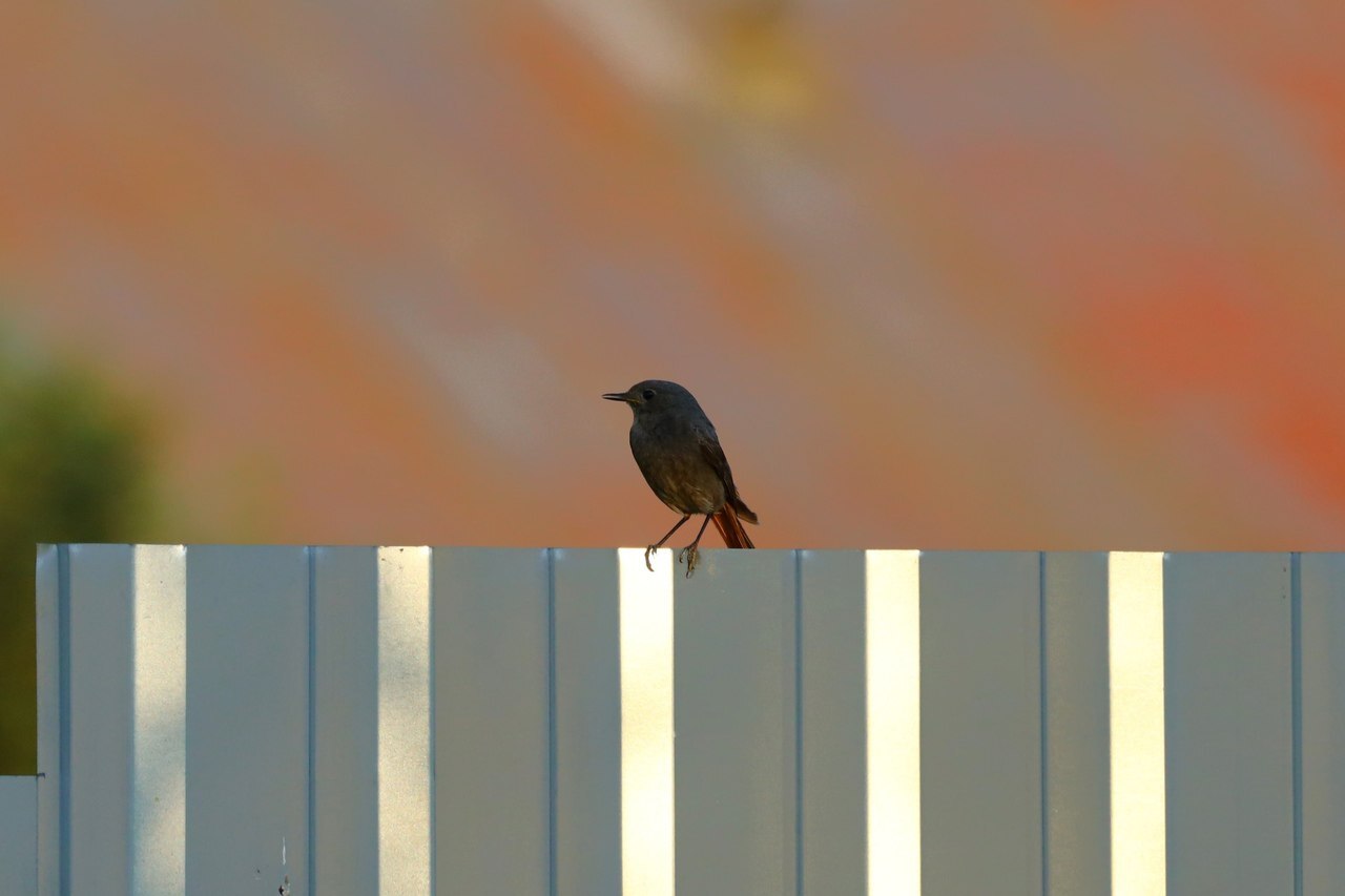 Insect detection system redtail-2 - My, Crossposting, Redstart, Birds, The photo