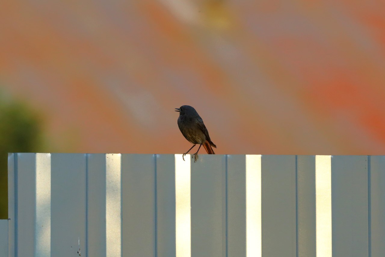 Insect detection system redtail-2 - My, Crossposting, Redstart, Birds, The photo