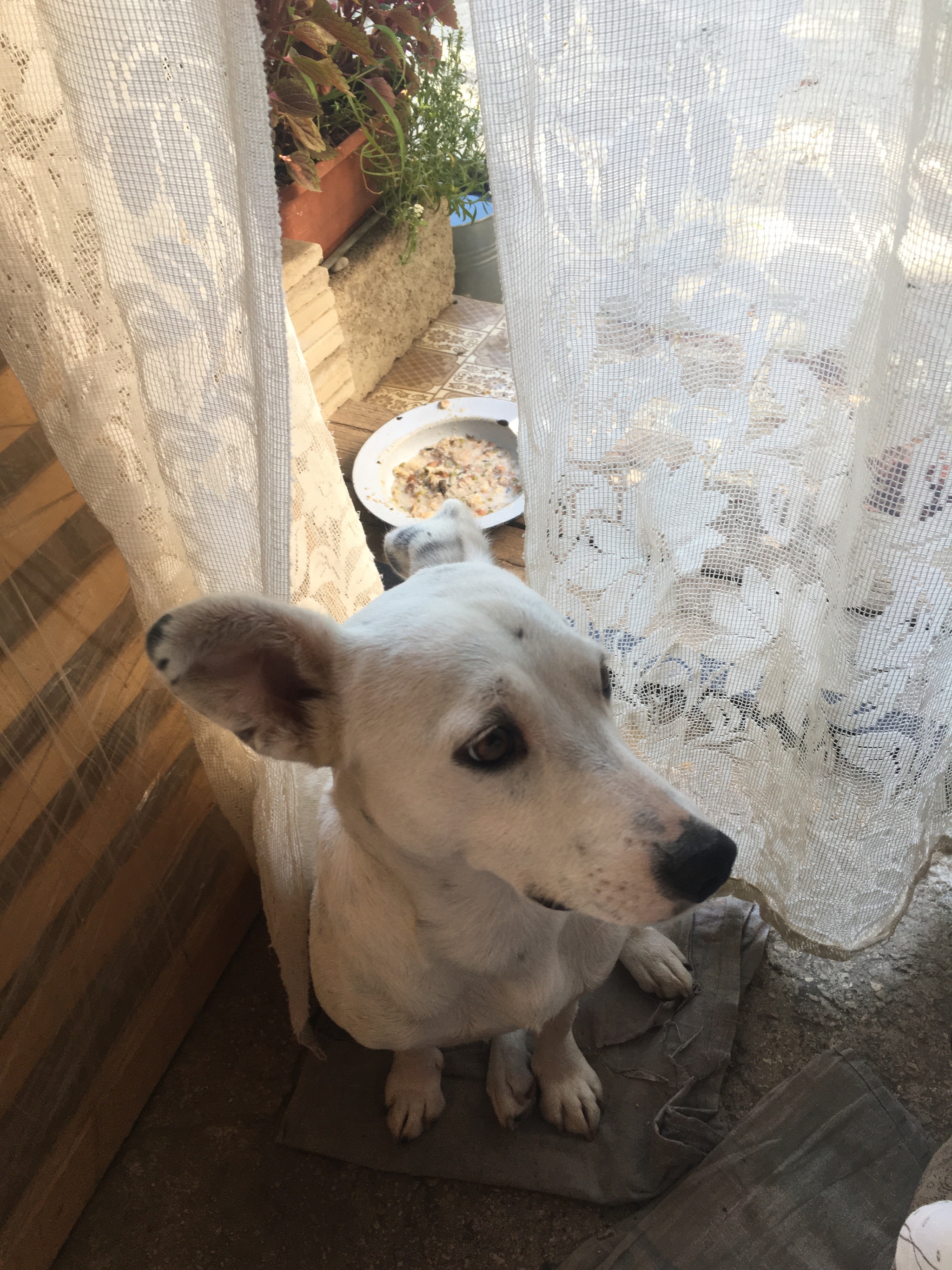 Mom, maybe we don’t need any more snails?! - My, Text, The photo, Dog, Delicacy, It's not tasty, Snail, Kuban, Longpost