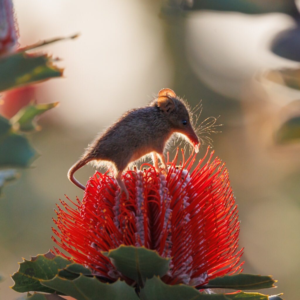 A proboscis cuscus enjoying the nectar of a banksia - Couscous, Marsupials, Wild animals, Plants, Flowers, wildlife, Australia, The photo