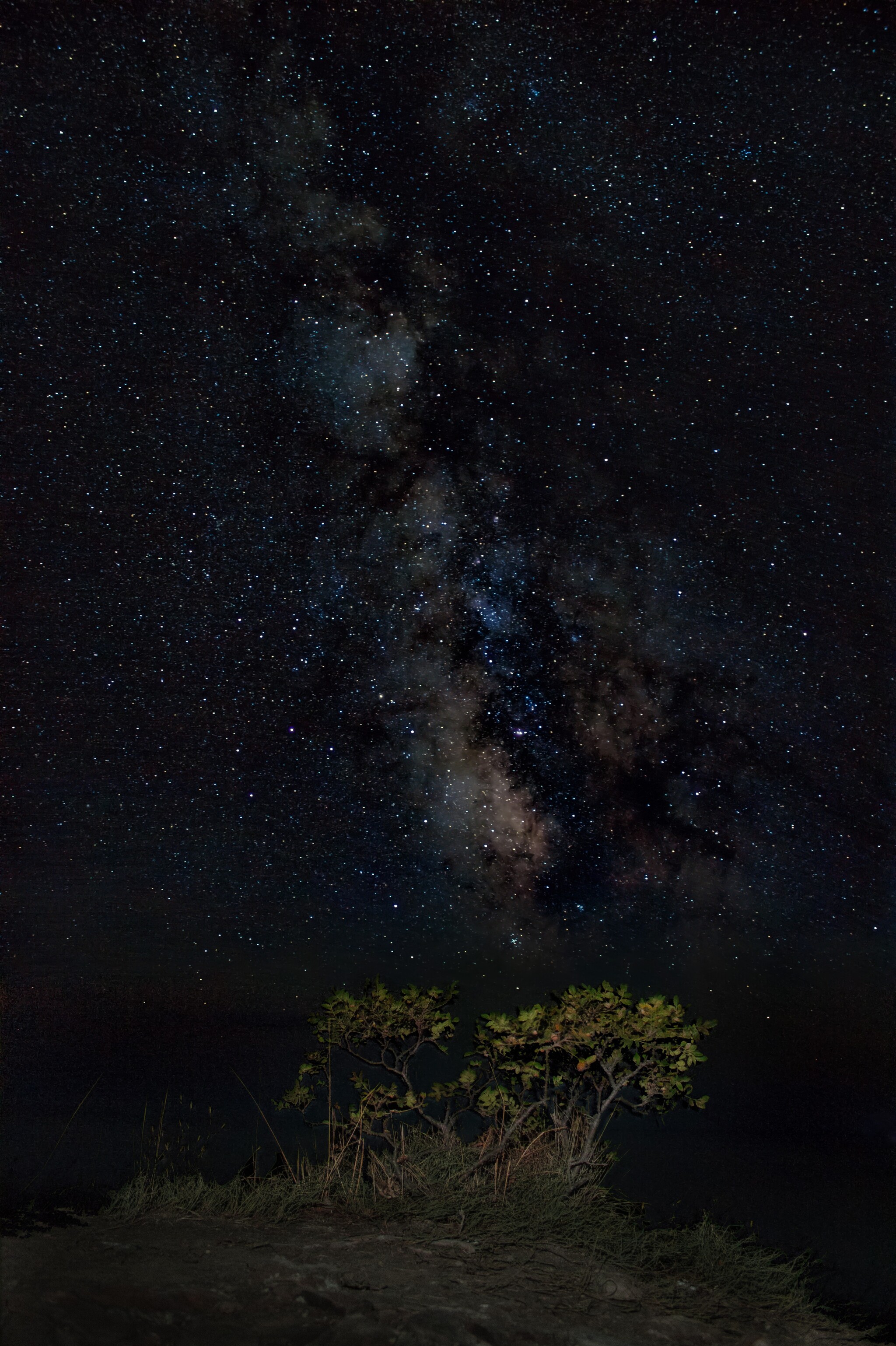 Bush) - My, Astrophoto, Starry sky, Milky Way, Night shooting, Crimea