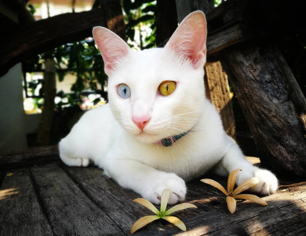 Khao-mani - Animals, cat, Longpost