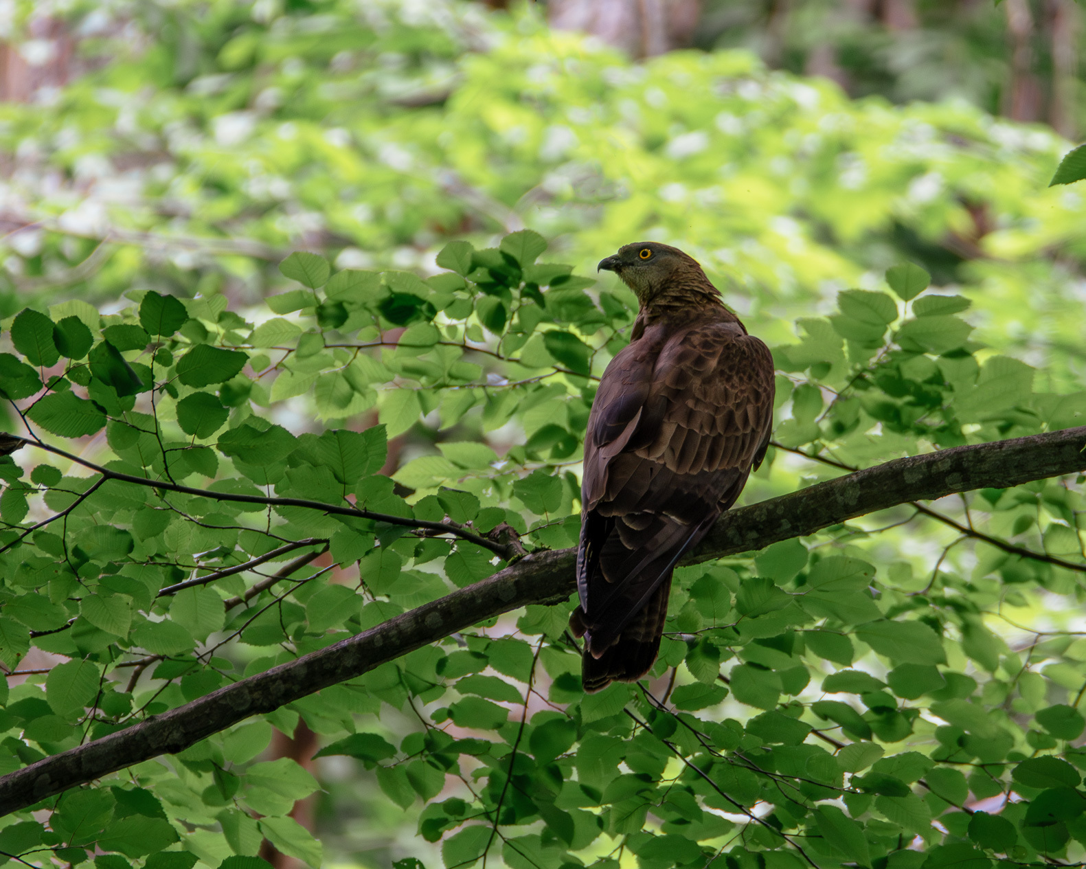 Buzzard - My, Birds, Photo hunting, Abkhazia, Bird watching, Ornithology League, Ornithology, The photo