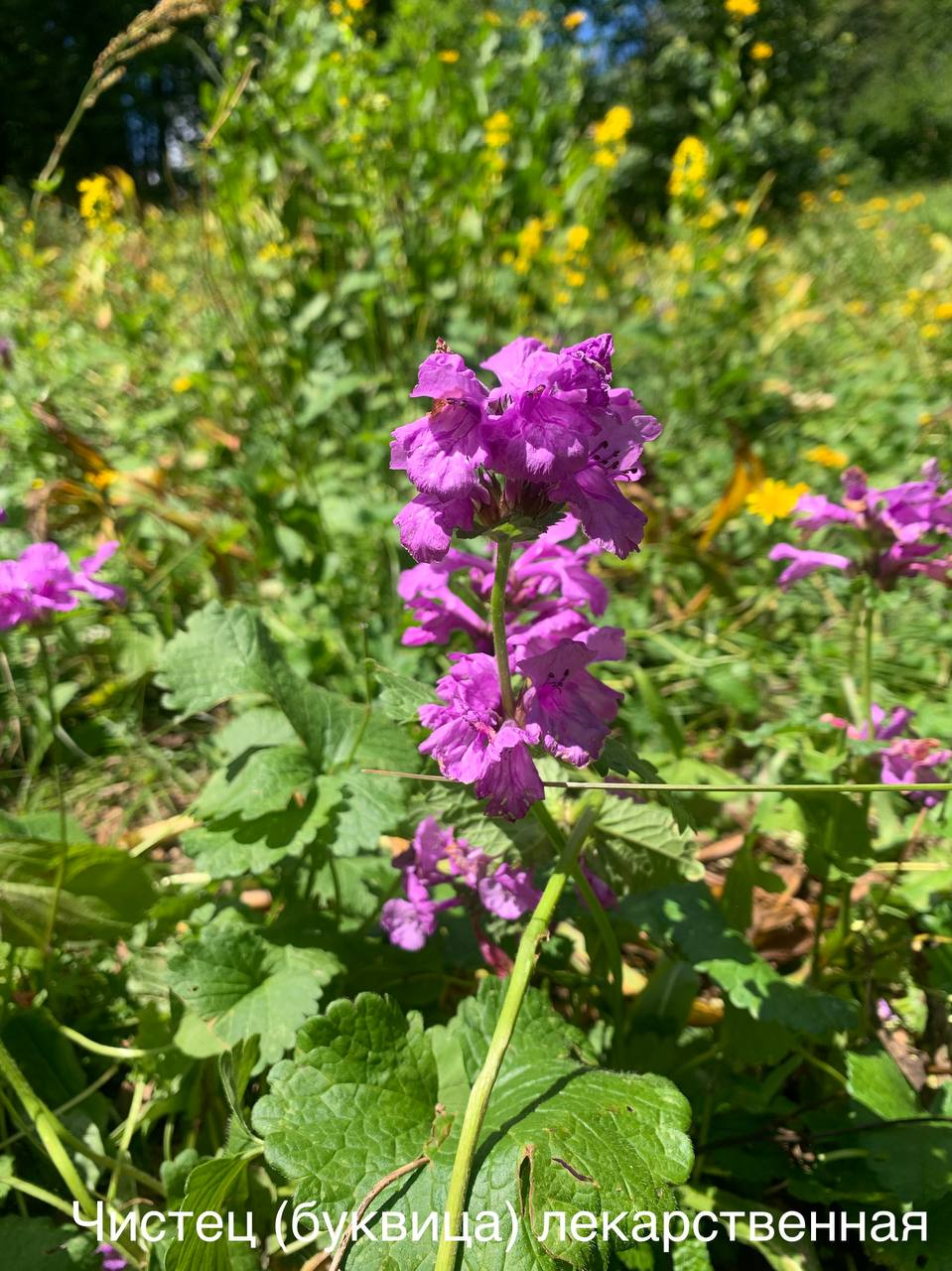 Blooming now - Plants, Bloom, Krasnaya Polyana, Caucasus, Краснодарский Край, Sochi, wildlife, Picture with text, Informative, Telegram (link), Longpost