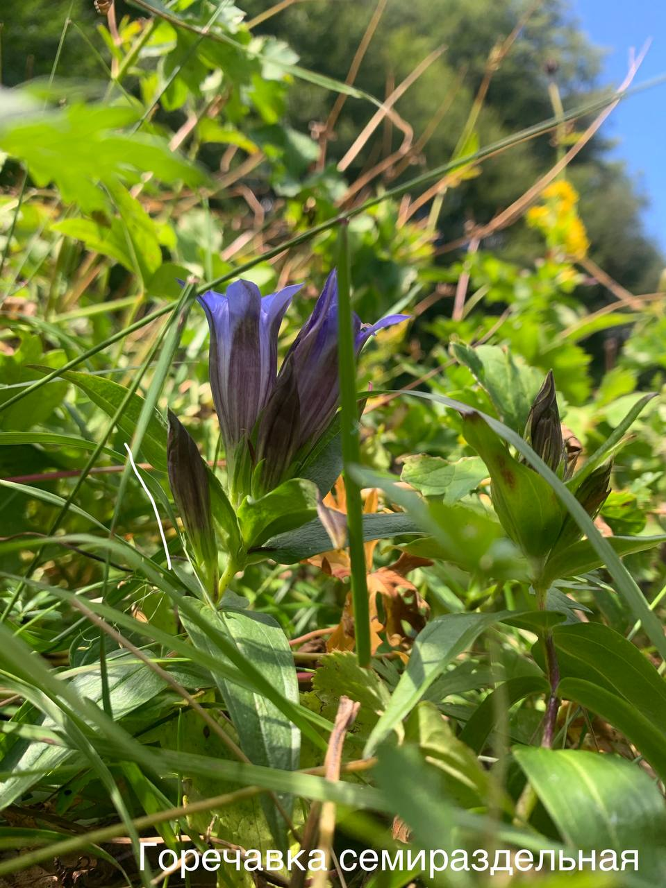 Blooming now - Plants, Bloom, Krasnaya Polyana, Caucasus, Краснодарский Край, Sochi, wildlife, Picture with text, Informative, Telegram (link), Longpost