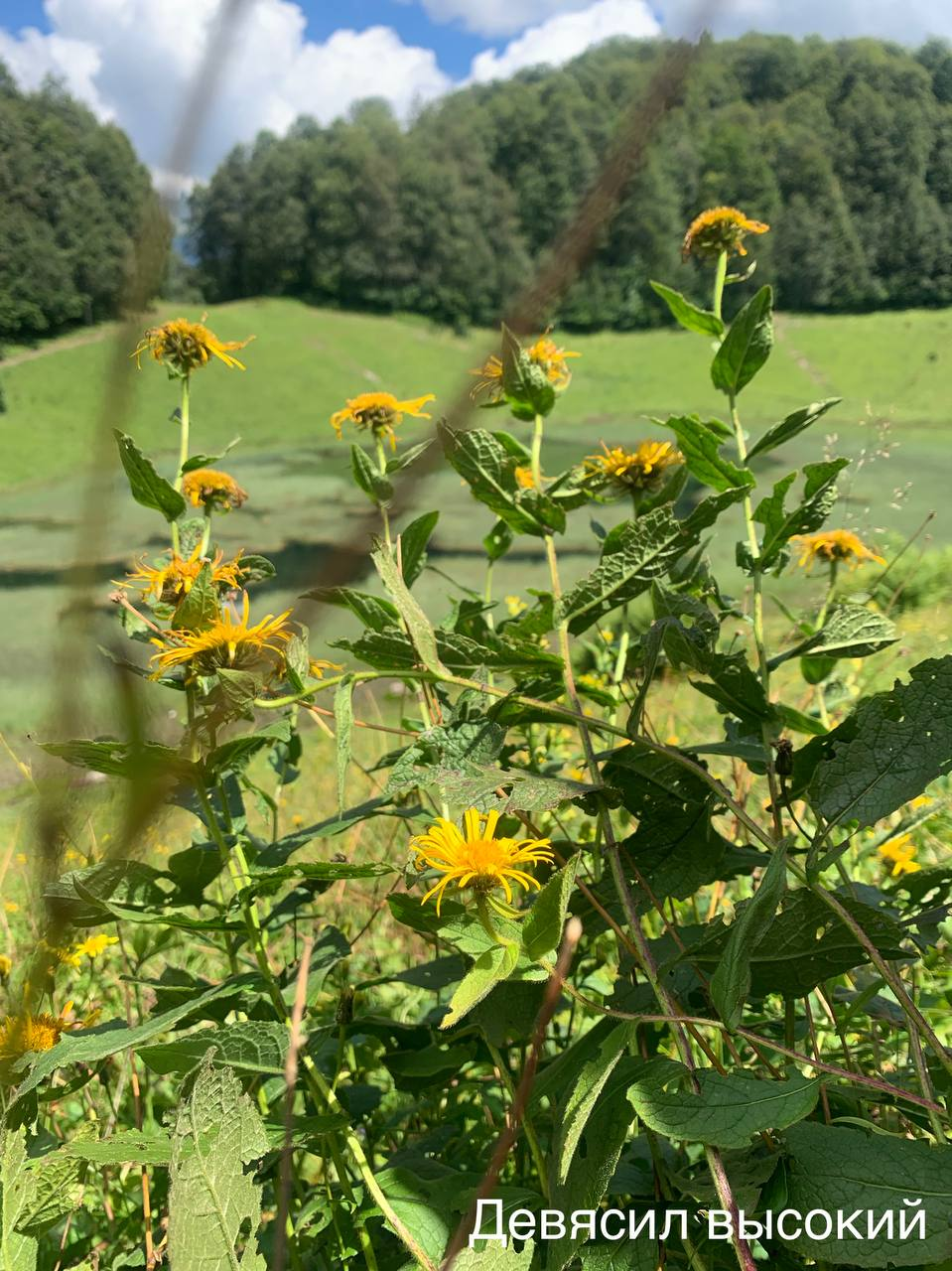 Blooming now - Plants, Bloom, Krasnaya Polyana, Caucasus, Краснодарский Край, Sochi, wildlife, Picture with text, Informative, Telegram (link), Longpost