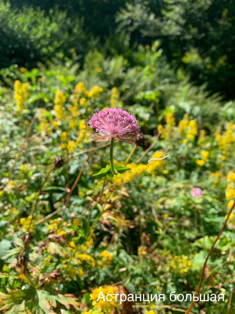 Blooming now - Plants, Bloom, Krasnaya Polyana, Caucasus, Краснодарский Край, Sochi, wildlife, Picture with text, Informative, Telegram (link), Longpost