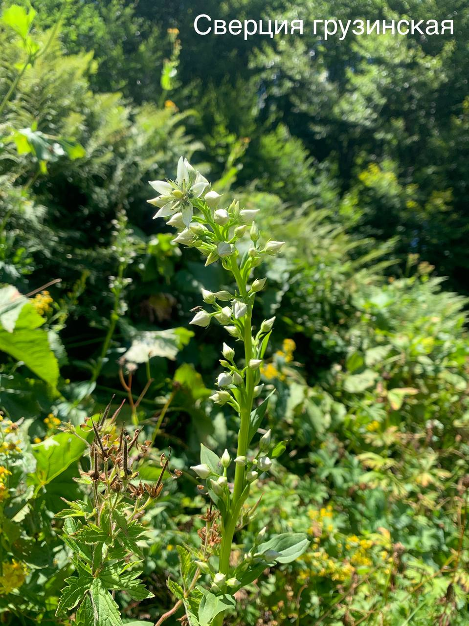 Blooming now - Plants, Bloom, Krasnaya Polyana, Caucasus, Краснодарский Край, Sochi, wildlife, Picture with text, Informative, Telegram (link), Longpost