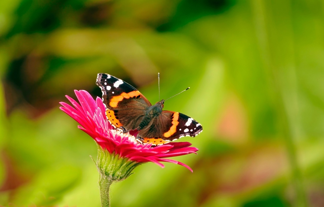 Butterfly Admiral - My, The photo, Netherlands (Holland), Nature, Butterfly