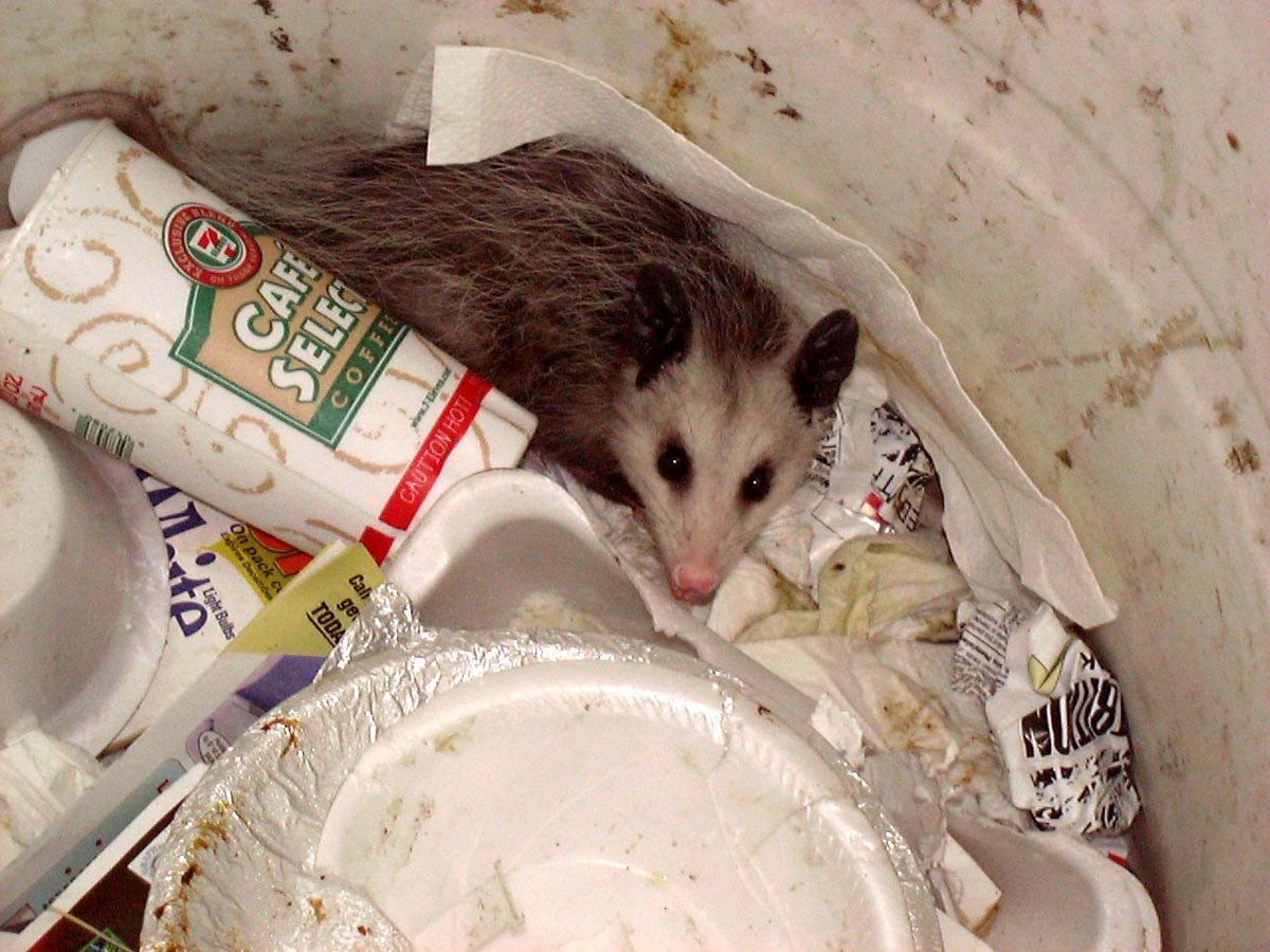 Virginia Possum: Stink, Screams and Garbage Raids. America submitted to this newcomer from the south - Opossum, Animals, Wild animals, Yandex Zen, Yandex Zen (link), Longpost