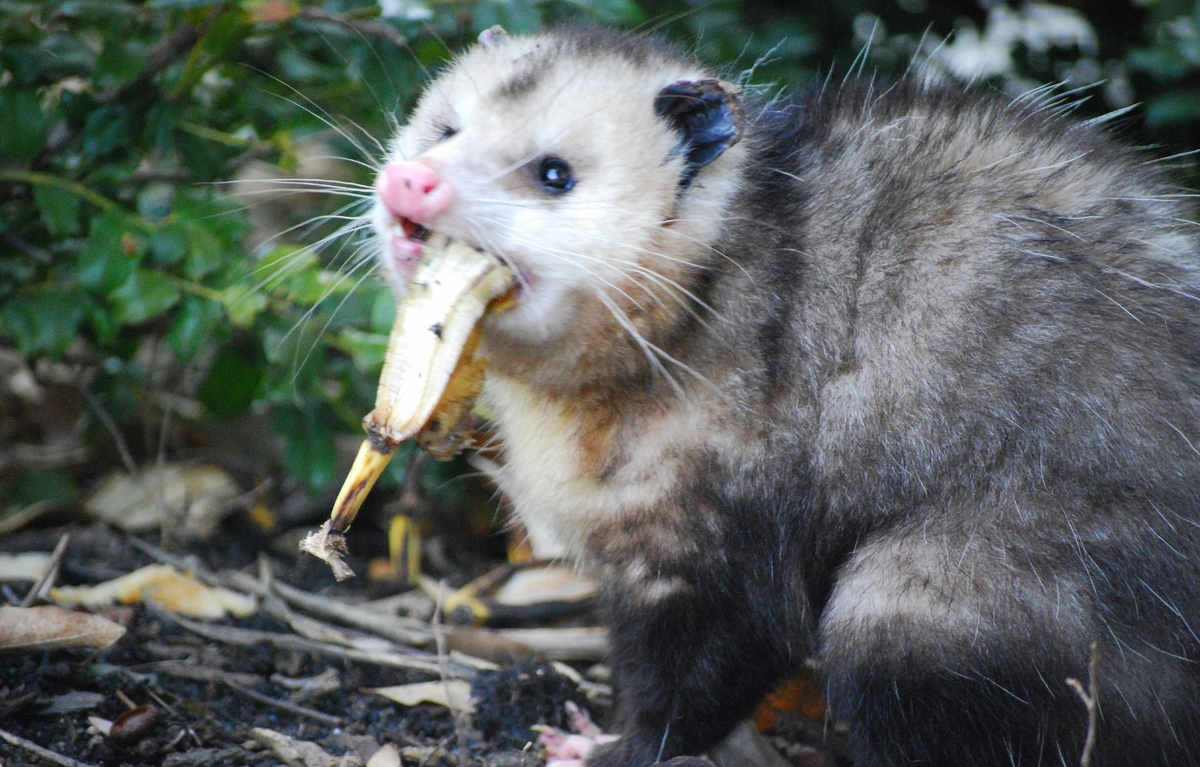 Virginia Possum: Stink, Screams and Garbage Raids. America submitted to this newcomer from the south - Opossum, Animals, Wild animals, Yandex Zen, Yandex Zen (link), Longpost