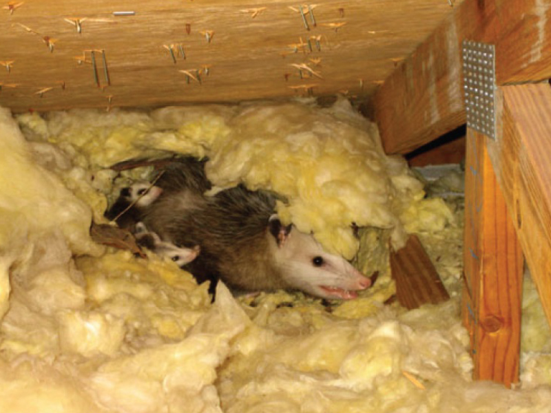 Virginia Possum: Stink, Screams and Garbage Raids. America submitted to this newcomer from the south - Opossum, Animals, Wild animals, Yandex Zen, Yandex Zen (link), Longpost