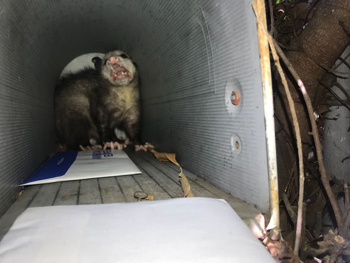 Virginia Possum: Stink, Screams and Garbage Raids. America submitted to this newcomer from the south - Opossum, Animals, Wild animals, Yandex Zen, Yandex Zen (link), Longpost