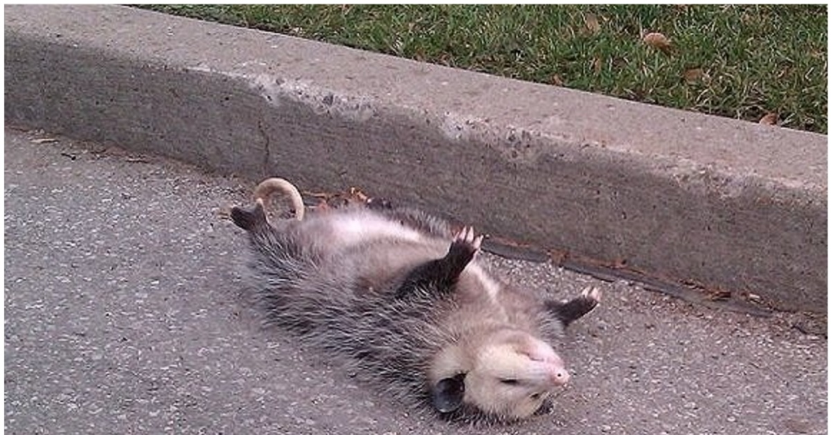 Virginia Possum: Stink, Screams and Garbage Raids. America submitted to this newcomer from the south - Opossum, Animals, Wild animals, Yandex Zen, Yandex Zen (link), Longpost