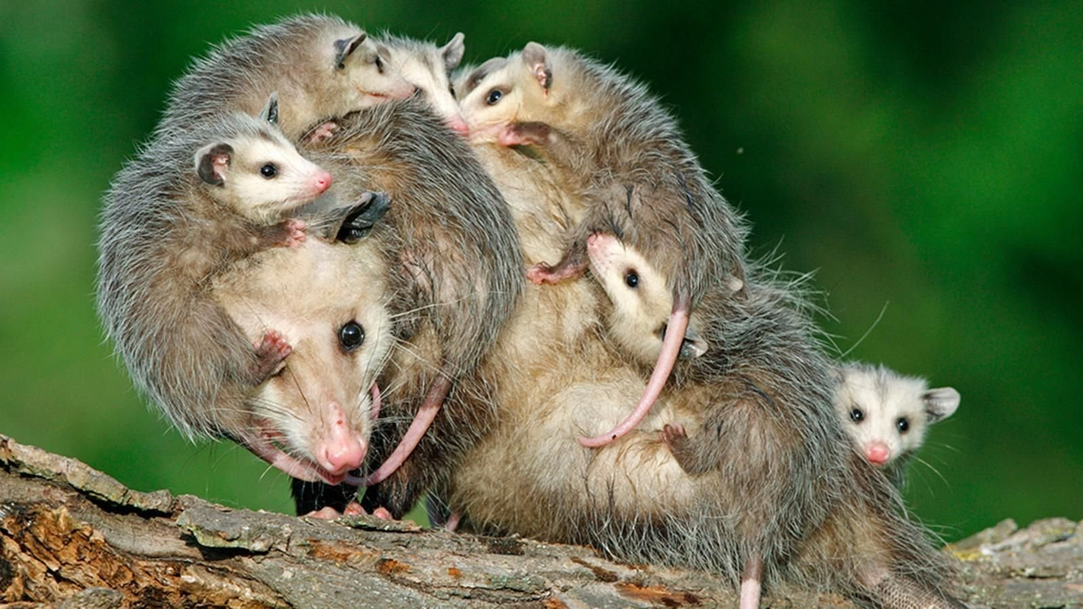 Virginia Possum: Stink, Screams and Garbage Raids. America submitted to this newcomer from the south - Opossum, Animals, Wild animals, Yandex Zen, Yandex Zen (link), Longpost