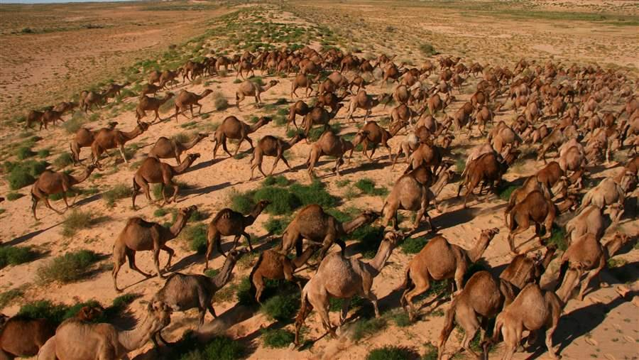 Camel army in Australia. How the humpbacks captured the continent and are now destroying it - Camels, Australia, Animals, Yandex Zen, Yandex Zen (link), Longpost, Feral animals