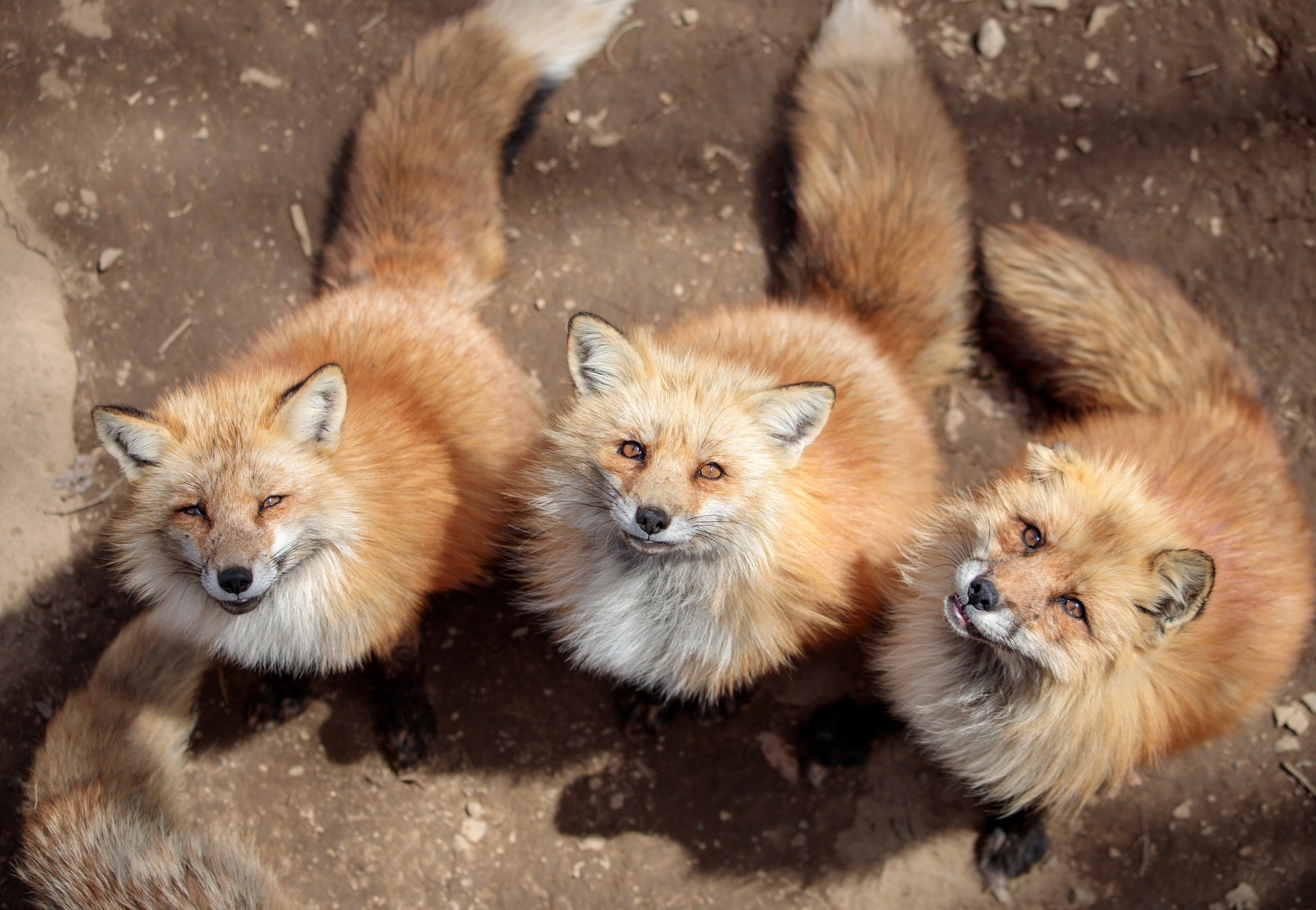 Three foxes under the window... - Fox, Animals, The photo, In the animal world