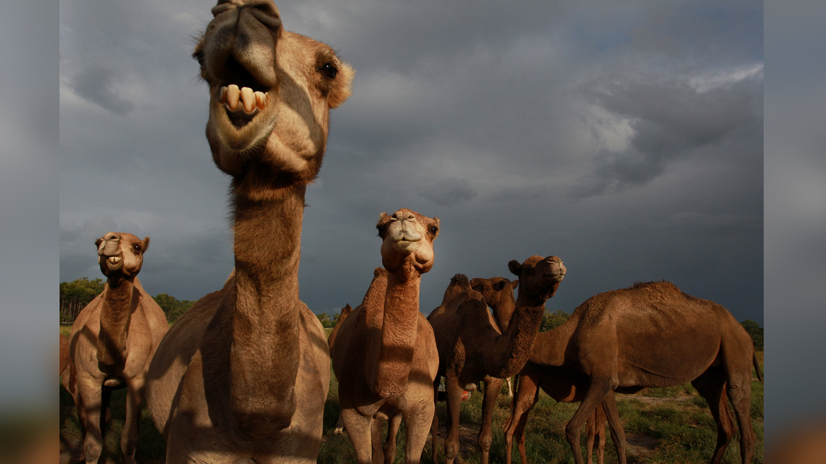 Camel army in Australia. How the humpbacks captured the continent and are now destroying it - Camels, Australia, Animals, Yandex Zen, Yandex Zen (link), Longpost, Feral animals