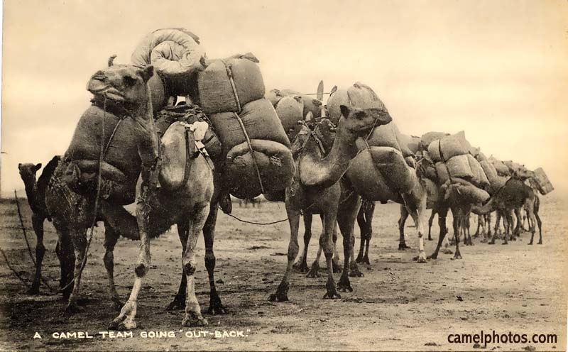 Camel army in Australia. How the humpbacks captured the continent and are now destroying it - Camels, Australia, Animals, Yandex Zen, Yandex Zen (link), Longpost, Feral animals