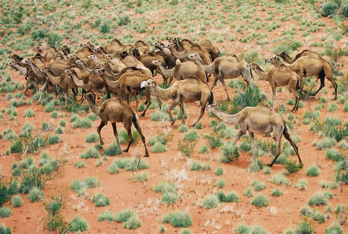 Camel army in Australia. How the humpbacks captured the continent and are now destroying it - Camels, Australia, Animals, Yandex Zen, Yandex Zen (link), Longpost, Feral animals