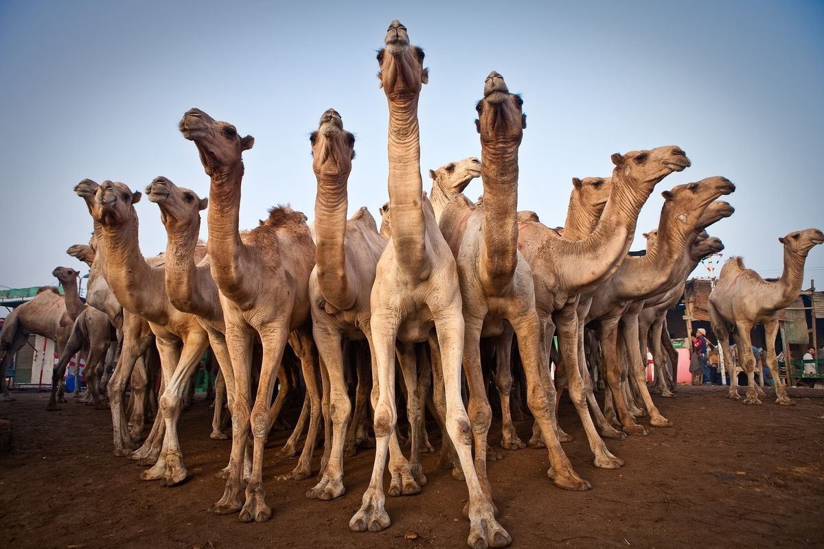 Camel army in Australia. How the humpbacks captured the continent and are now destroying it - Camels, Australia, Animals, Yandex Zen, Yandex Zen (link), Longpost, Feral animals