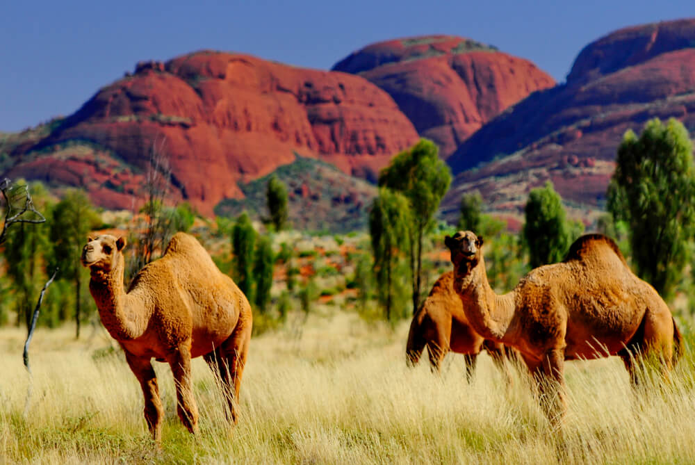 Camel army in Australia. How the humpbacks captured the continent and are now destroying it - Camels, Australia, Animals, Yandex Zen, Yandex Zen (link), Longpost, Feral animals