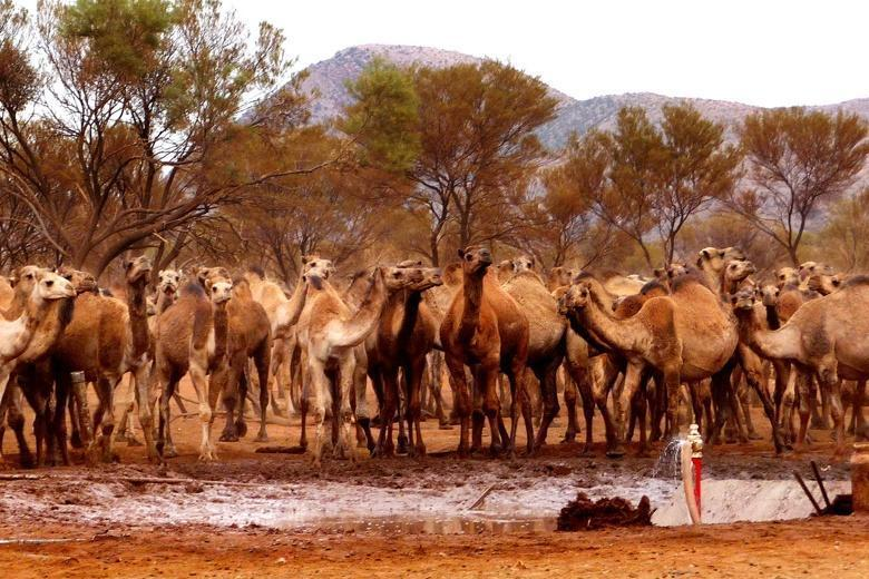 Camel army in Australia. How the humpbacks captured the continent and are now destroying it - Camels, Australia, Animals, Yandex Zen, Yandex Zen (link), Longpost, Feral animals