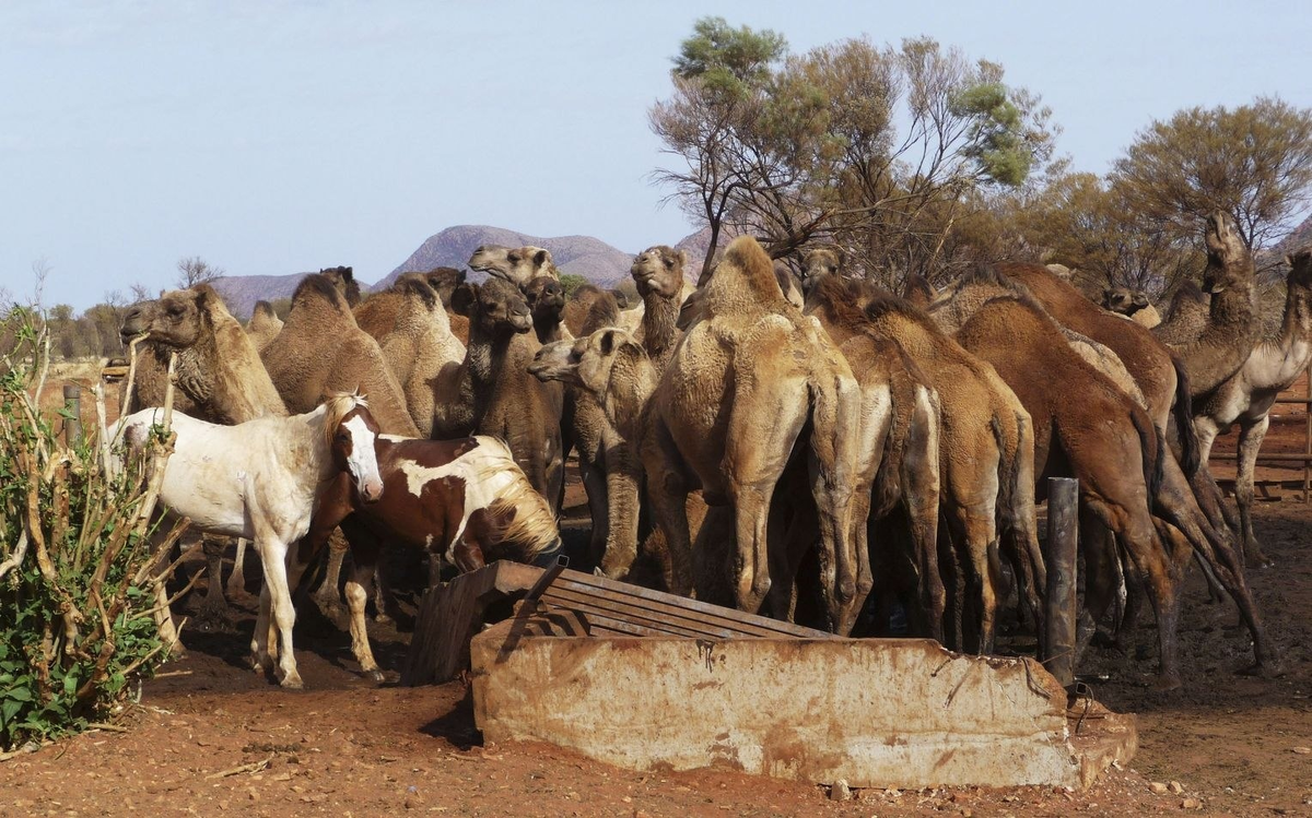 Camel army in Australia. How the humpbacks captured the continent and are now destroying it - Camels, Australia, Animals, Yandex Zen, Yandex Zen (link), Longpost, Feral animals