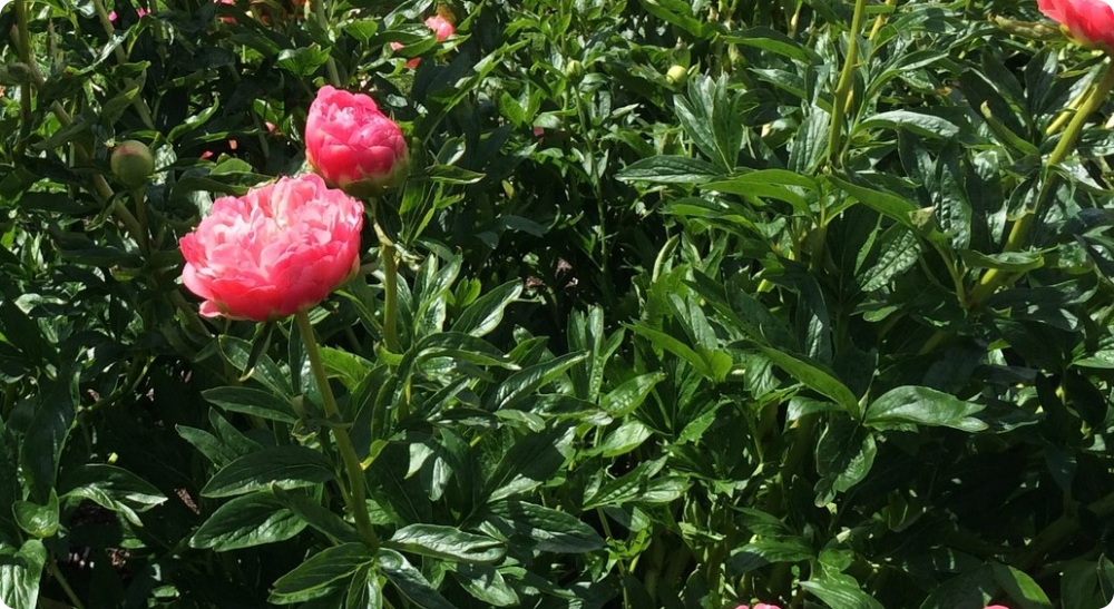 Hybrid peony Coral Supreme - My, Gardening, Garden, Plants, Garden, Biology, Longpost