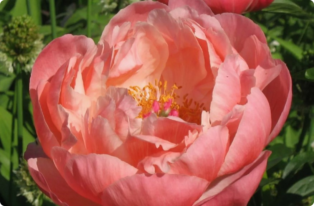 Hybrid peony Coral Supreme - My, Gardening, Garden, Plants, Garden, Biology, Longpost