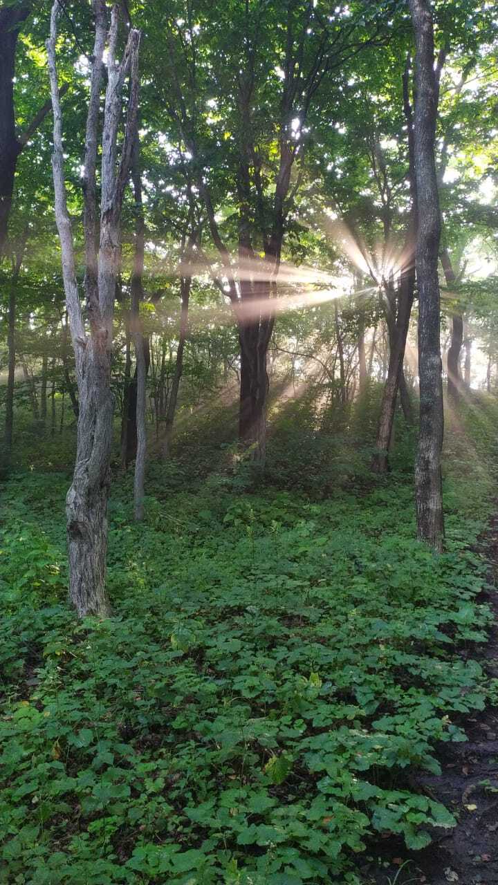 Not only foggy Vladivostok - My, Vladivostok, Summer, Morning, Дальний Восток, Forest, dawn