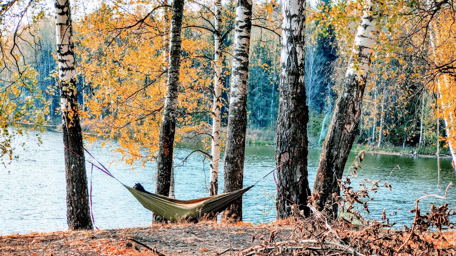 Autumn day in nature - Autumn, The nature of Russia, Birch, Water, Mobile photography, Hammock, River