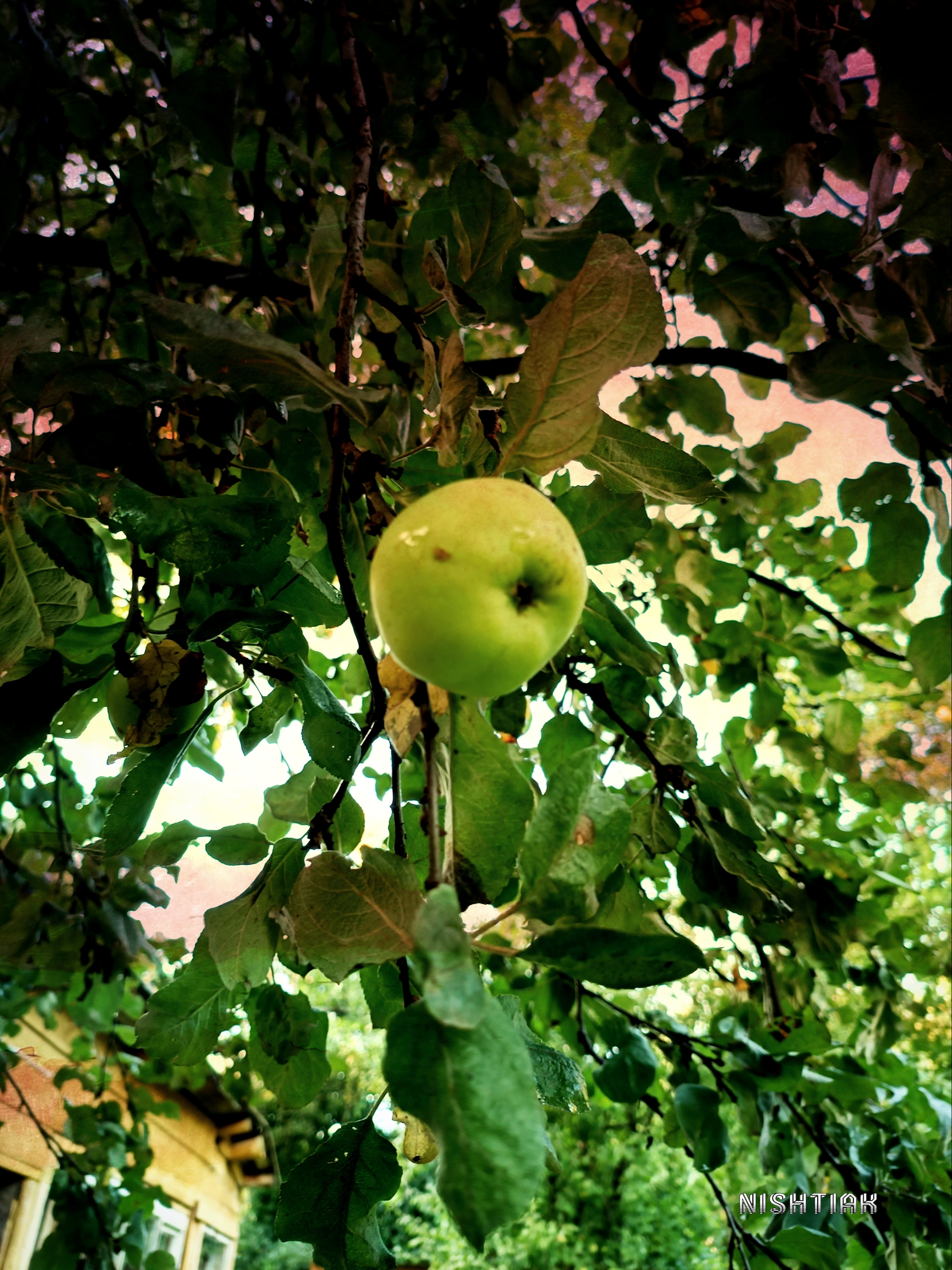 sunset apple - My, Apples, Leaves, Apple tree, The photo, Mobile photography, Filter