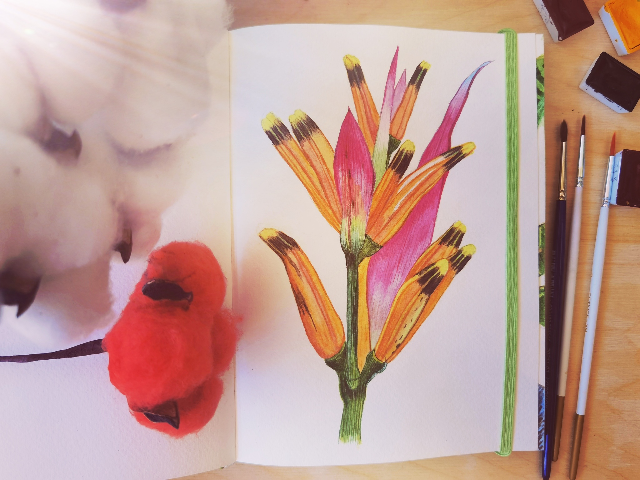 Heliconia - My, Watercolor, Drawing, Painting, Sketchbook, Botanical illustration, Botany, Flowers