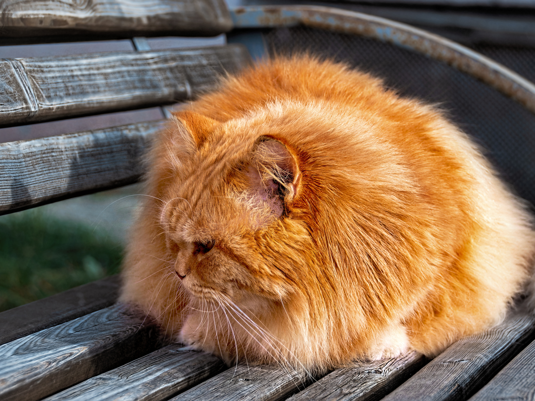 Red, round II - My, The photo, Street photography, Canon, City walk, cat, Redheads, Beginning photographer, Autumn, Benches