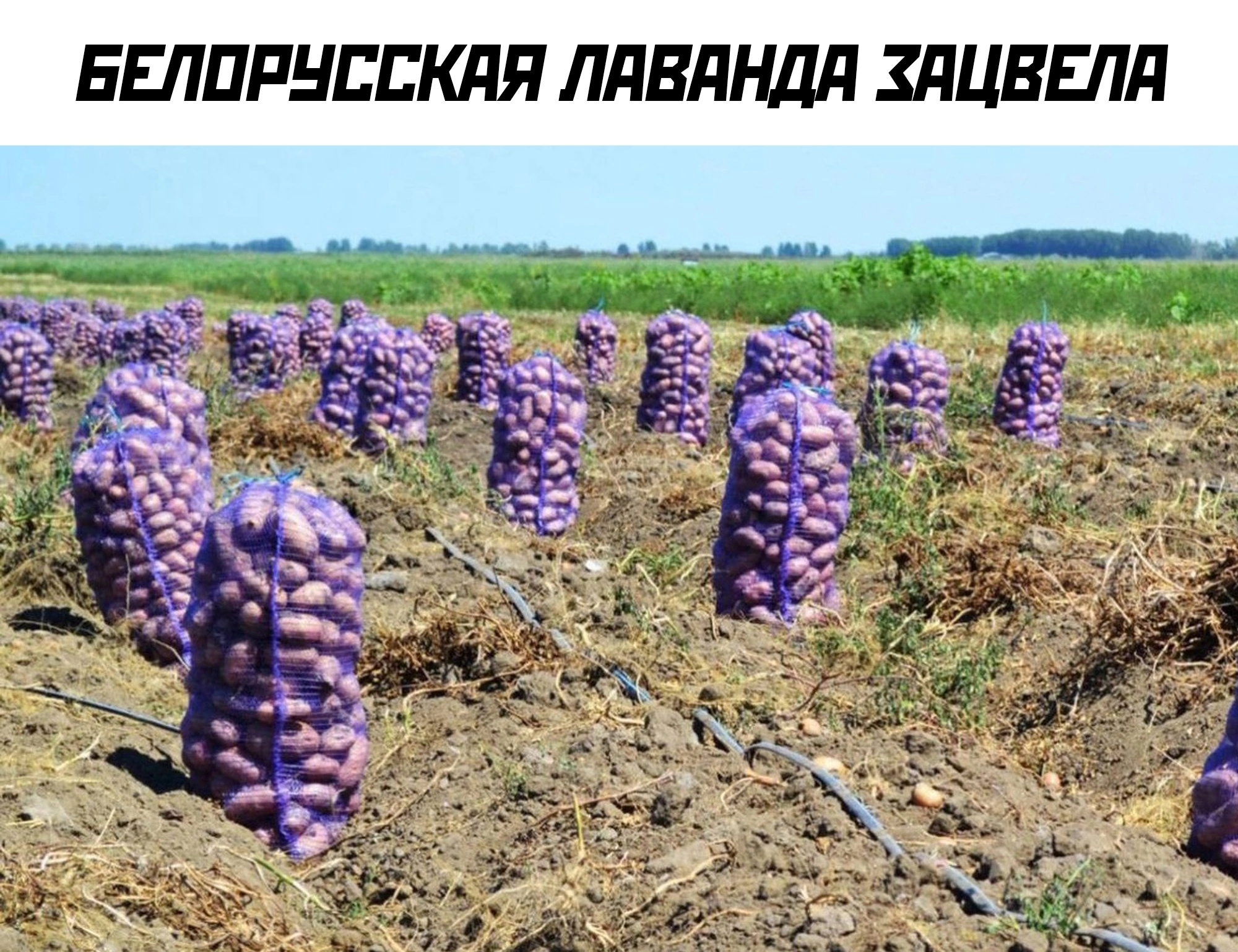 Finally - Humor, Republic of Belarus, Potato, Сельское хозяйство, Picture with text, Lavender